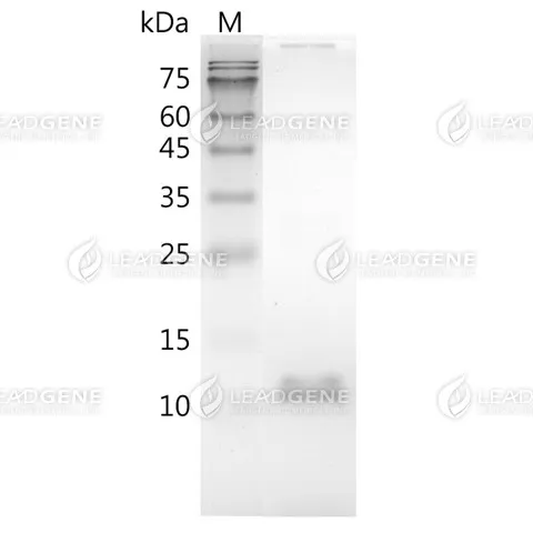 Mouse Activin B, His Tag, E. coli