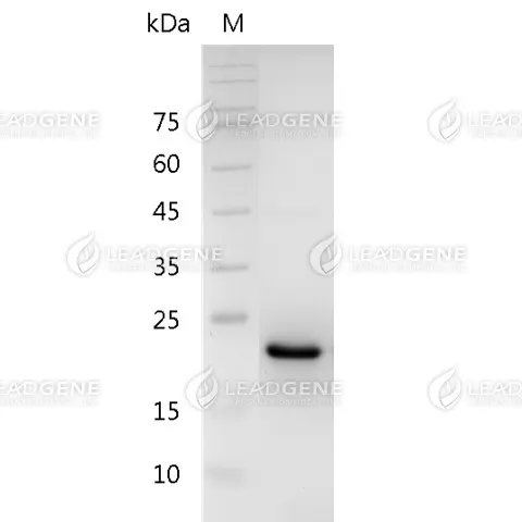 Mouse CNTF, His Tag, E. coli