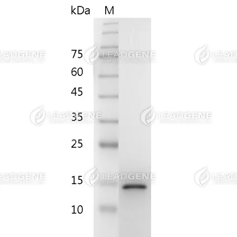 Mouse GDNF, His Tag, E. coli