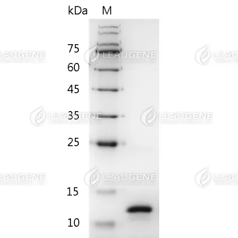 Mouse Neurturin, His Tag, E. coli