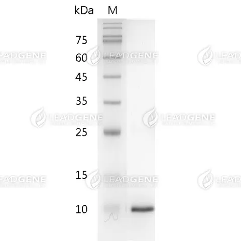 SDS-PAGE analysis of recombinant mouse Beta-NGF.