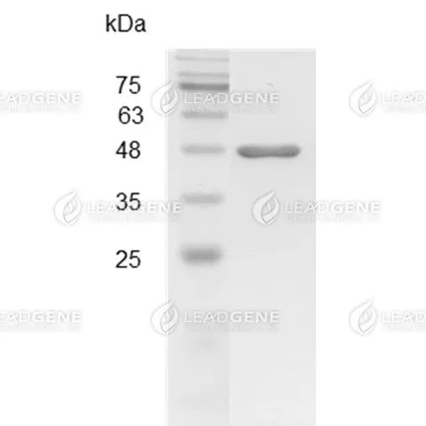 Mouse ENO1, His Tag, E. coli