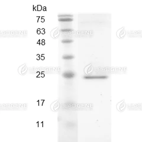 Swine CXCL9, His Tag, E. coli