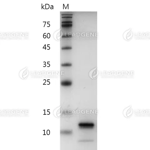 Swine CXCL10, His Tag, E. coli