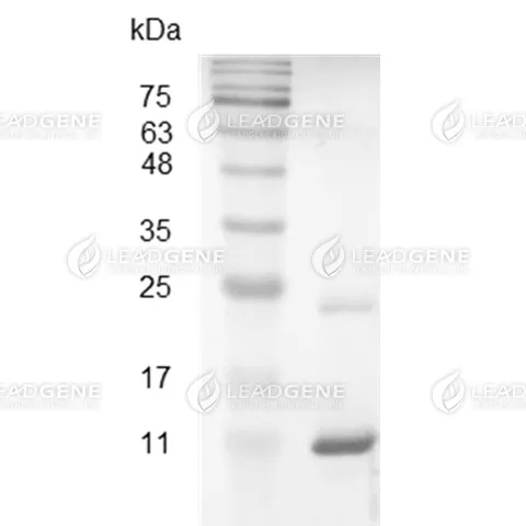 Swine CXCL11, His Tag, E. coli