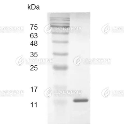 Swine CXCL13, His Tag, E. coli