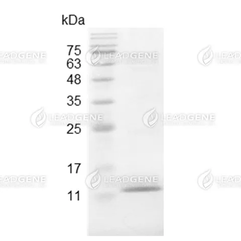 Swine CCL2, His Tag, E. coli