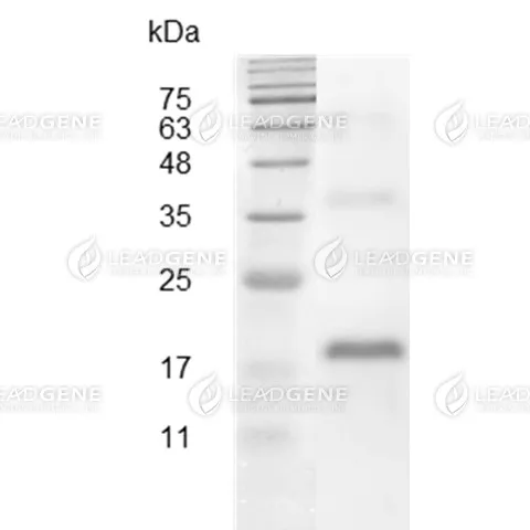 Swine VEGF, His Tag, E. coli