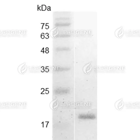 Swine IL-1 Alpha, His Tag, E. coli