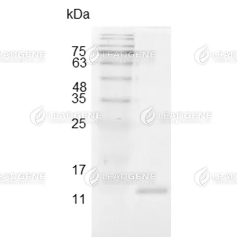 Swine IL-2, His Tag, E. coli