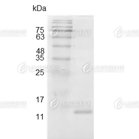 Swine IL-4, His Tag, E. coli