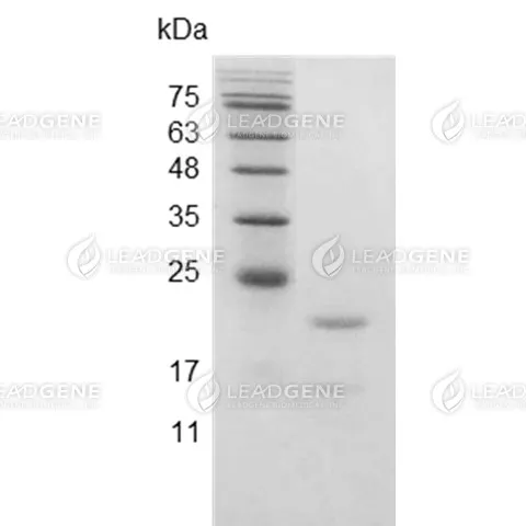 Swine IL-6, His Tag, E. coli