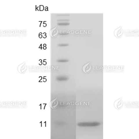 Swine IL-8, His Tag, E. coli