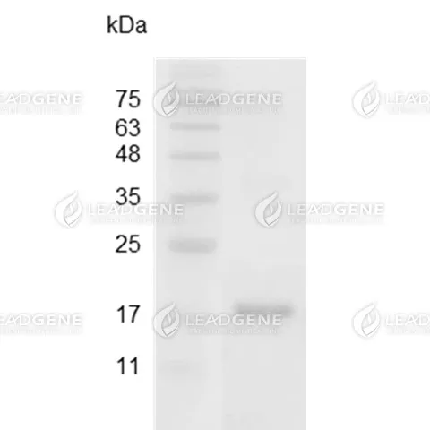 Swine IL-10, His Tag, E. coli