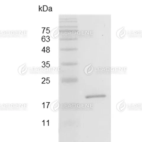 Swine IL-17A, His Tag, E. coli