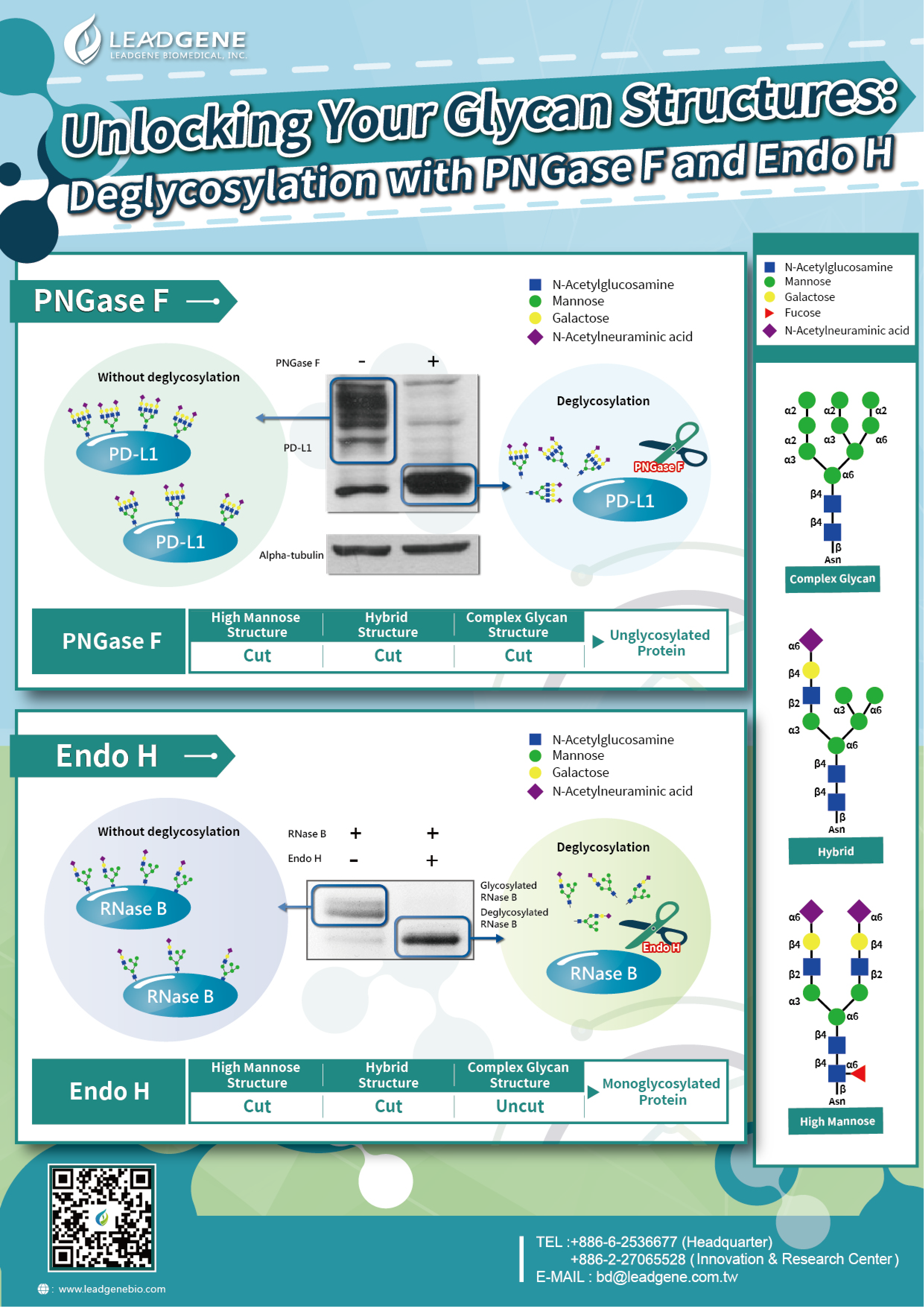 Leadgene PNGase F
